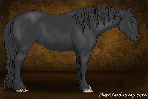 Horse Color:Black 