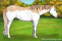 Horse Color:Gold Champagne Splash 
