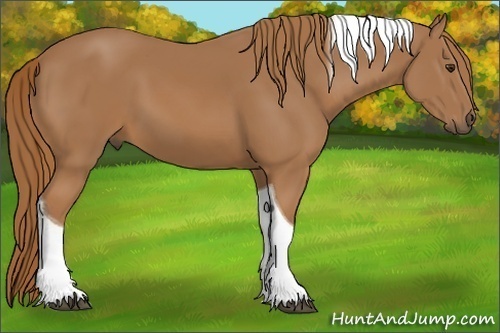 Horse Color:Chestnut Tobiano