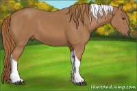 Horse Color:Chestnut Tobiano 