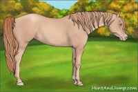 Horse Color:Gold Champagne 