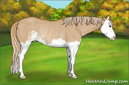 Horse Color: Red Dun Sabino Splash Rabicano 