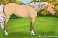 Horse Color:Silver Buckskin Roan 