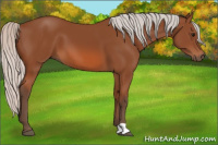 Horse Color:Silver Bay 