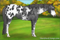 Horse Color:Black Sabino Appaloosa 