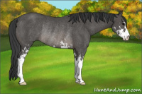 Horse Color:Black Sabino Rabicano 
