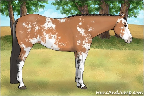 Horse Color:Bay Sabino 