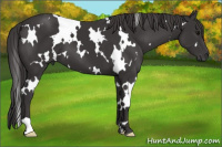 Horse Color:White Spotted Smoky Black
