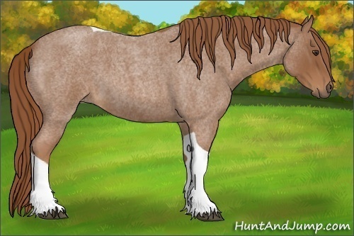 Horse Color:Unknown 