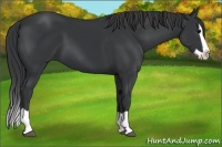 Horse Color:Black Splash 