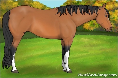 Horse Color: Bay 