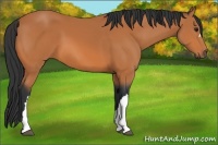 Horse Color:Bay 