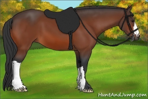 Horse Color: Bay 