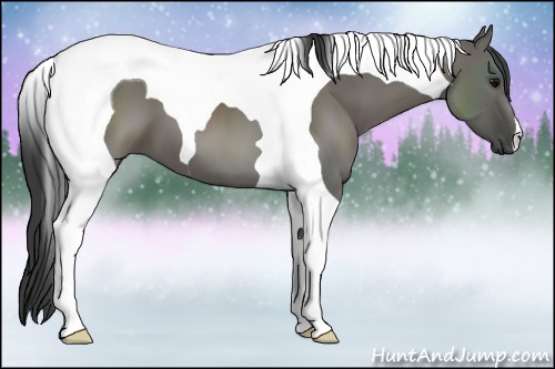 Horse Color: Grullo Tobiano 