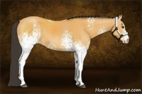 Horse Color:White Spotted Buckskin