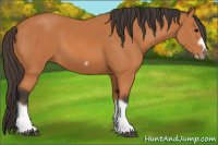 Horse Color:Bay Splash Frame