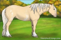 Horse Color:White Spotted Gold Cream Champagne 