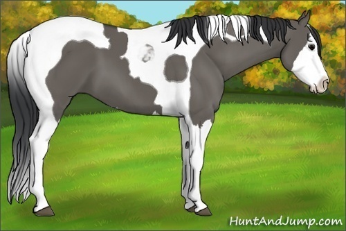 Horse Color: Grullo Splash Tobiano 