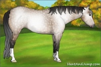 Horse Color:Gray Bay Dun