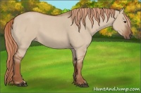 Horse Color:Red Dun Roan 