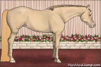 Horse Color:Gold Champagne 