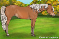 Horse Color:Silver Bay 