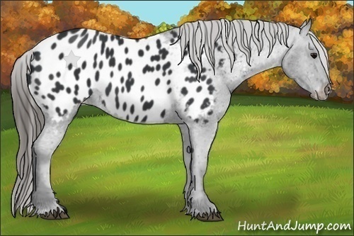 Horse Color:Black Appaloosa Rabicano 