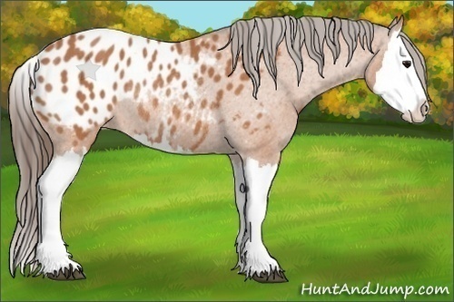 Horse Color:Bay Splash Appaloosa Rabicano