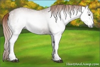 Horse Color:Gray White Spotted Chestnut 