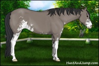 Horse Color:Grullo Sabino 