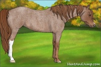 Horse Color:Red Roan 