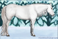 Horse Color:Gray Chestnut Appaloosa 