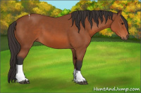 Horse Color:Bay Tobiano 