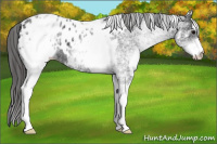 Horse Color:White Spotted Black Blanket 