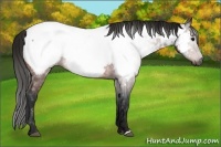 Horse Color:Gray Bay Appaloosa