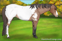 Horse Color:Bay Snowcap 