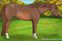 Horse Color:Liver Chestnut 