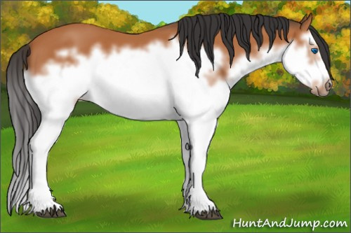 Horse Color: Bay Splash Frame 