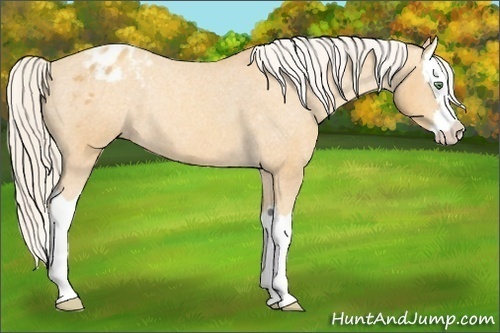 Horse Color:Gold Cream Champagne Splash Appaloosa Rabicano 