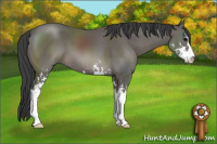 Horse Color:Black Sabino 