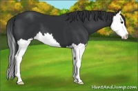 Horse Color:Black Splash 