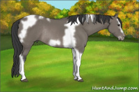 Horse Color:Grullo Splash Tobiano Frame Rabicano