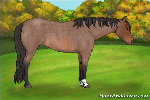 Horse Color: Bay Roan 