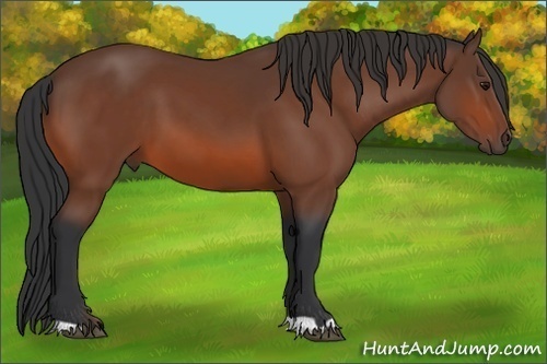 Horse Color: Bay 