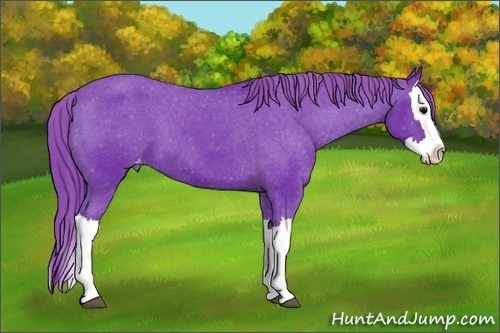 Horse Color: Watercolor Black Splash Varnish 