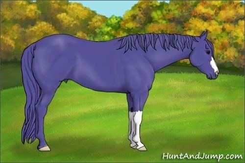 Horse Color: Watercolor Black 