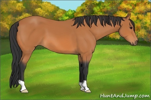 Horse Color: Bay 