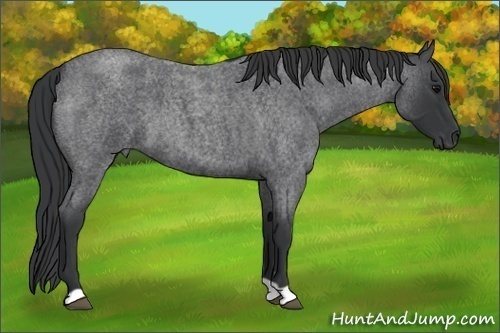 Horse Color: Blue Roan 