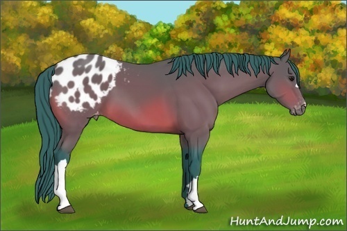 Horse Color: Watercolor Bay Blanket 