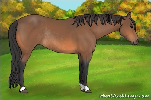 Horse Color: Bay Rabicano 